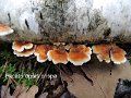 Plicaturopsis crispa-amf1479-1